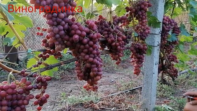 Виноград Пестрый 2021г смотреть онлайн