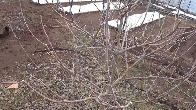 Быстрая ОБРЕЗКА ЯБЛОНИ ВЕСНОЙ с уравновешиванием ветвей смотреть онлайн