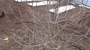 Быстрая ОБРЕЗКА ЯБЛОНИ ВЕСНОЙ с уравновешиванием ветвей