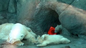 The polar bear twin cubs wrestle with each other at Moscow Zoo