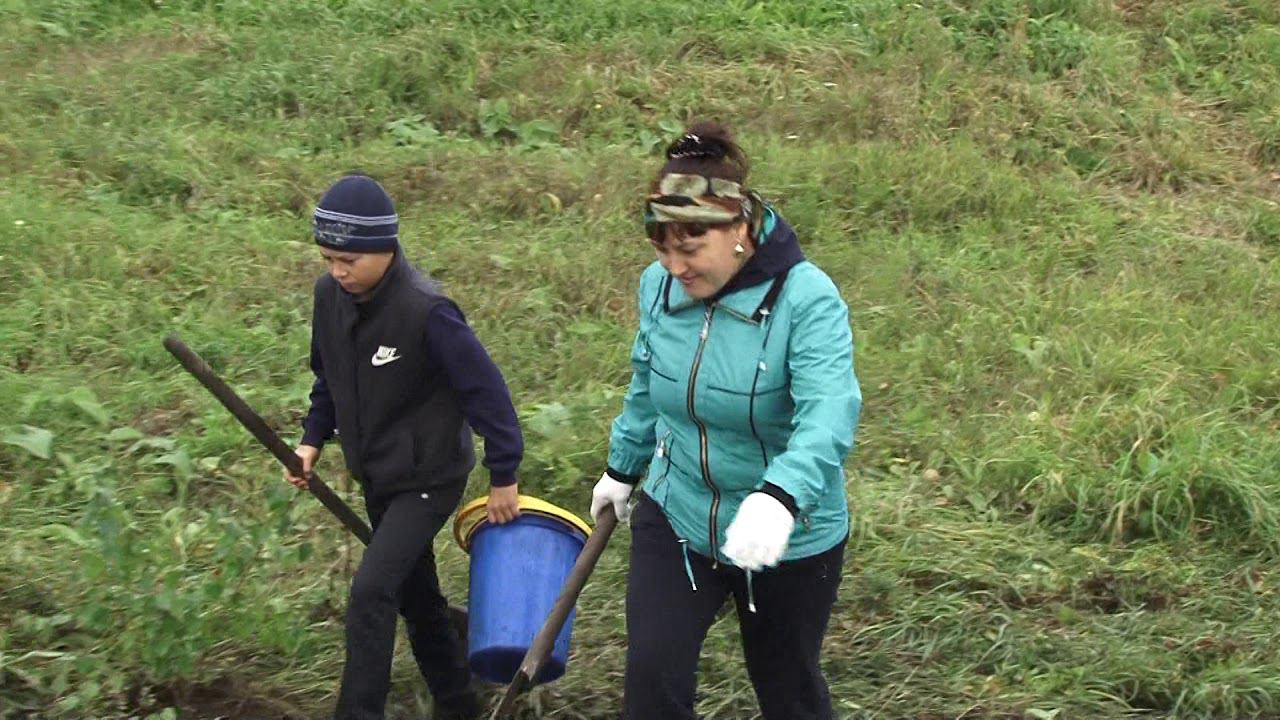 Лес или разрез смотреть онлайн