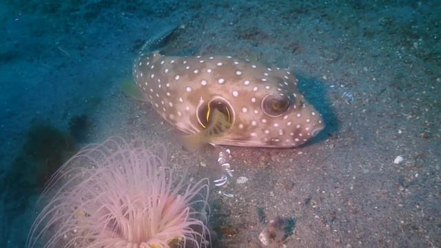 Дайвинг сафари с Philippine Siren /Филиппины/Philippines 2018/5 часть смотреть онлайн
