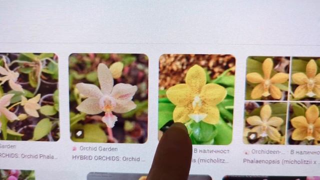 Phal. Margie Lane var. Flava x Sogo Popcorn смотреть онлайн