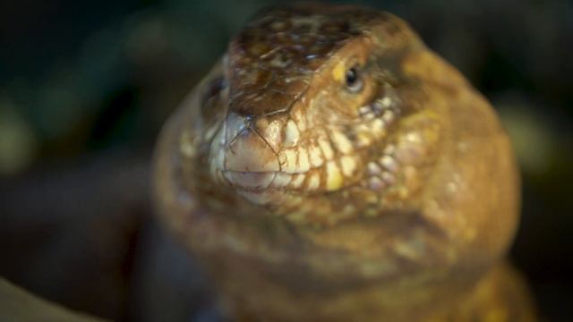 Животная страсть с Евгенией Тимоновой. Ухаживания смотреть онлайн