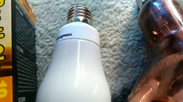 Всё о содержание живородящих ящерят смотреть онлайн