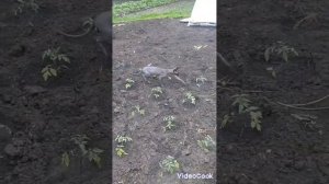Как мой сфинкс летом гуляет на улице.