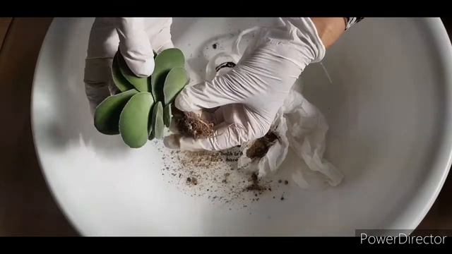 #학명:Crassula 'Morgan's Beauty' & Echeveria sp 다육이 смотреть онлайн