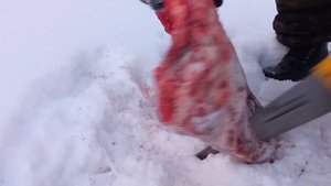 Что едят Ненцы на завтрак? Свежее мясо