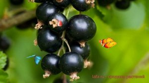 Смородина черная Кипиана (ribes nigrum) ? Кипиана обзор: как сажать, саженцы смородины Кипиана