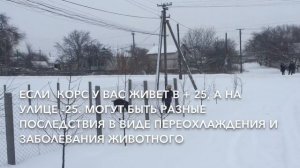 Как Кане Корсо зимуют. #КанеКорсо зимой