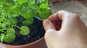 Черенкование кампанулы