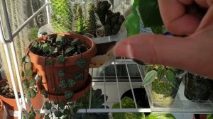 Обзор коллекции домашних растений ч.3