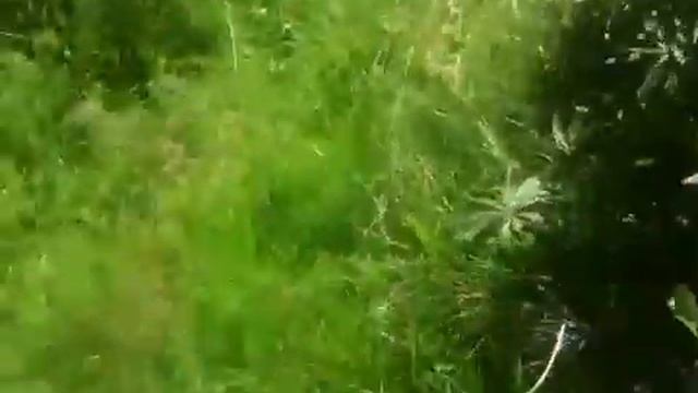 свекор несе квіти невістці смотреть онлайн