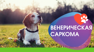 Венерическая саркома у собак