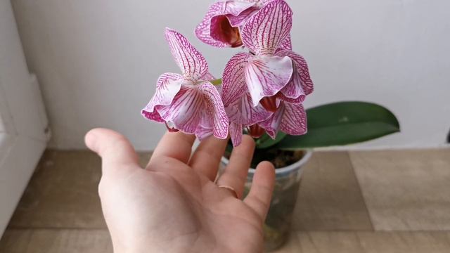 Phal. Cosmopolitan peloric (нежная орхидея тюльпан пелорик фаленопсис Космополитен)