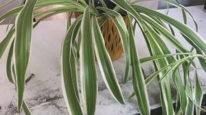 Пересадка хлорофитума