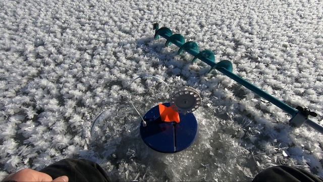 Поставил окуня в качестве живца и вот что произошло! смотреть онлайн