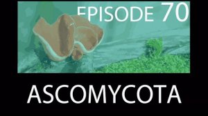 Episode 70 - Ascomycota