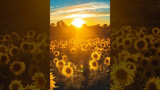 Метта медитация любящей доброты смотреть онлайн