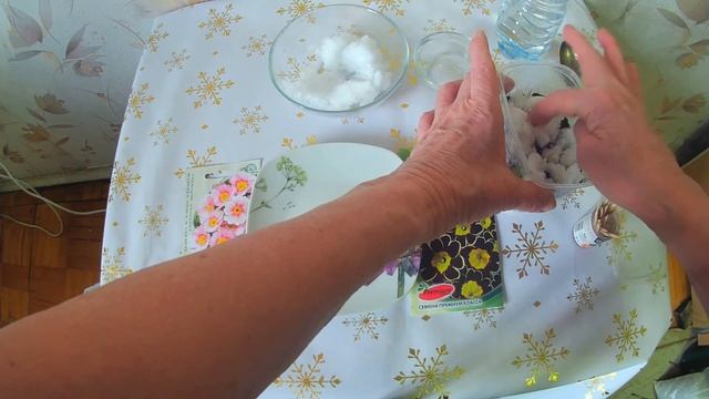 Сею ПРИМУЛЫ со стратификацией.