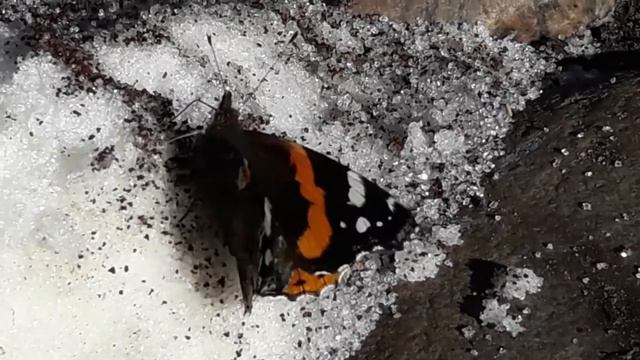 Ритуал - онлайн Получить помощь Высших Сил в трудной проблеме на сахар. смотреть онлайн