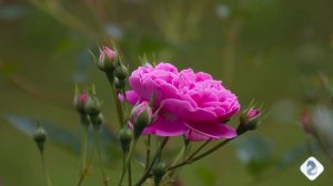 #ЧувствуяКрасоту#ВИДЕОKLASS#ЖаннаДаценко#МузыкаКрасоты#КрасотаПрироды#Розы#Лето#МелодияБлаженства#