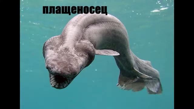 Морские рыбы и их фото с названием.