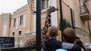 Московский зоопарк жираф