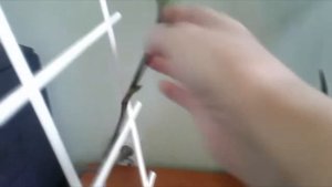 Золотой ус Посадка