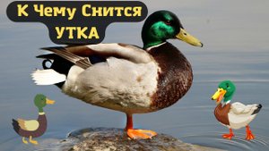 К чему снятся УТКА или видеть во сне УТКУ | Толкование снов | Сонник Sk1.online