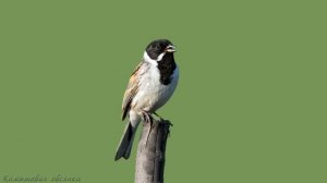 Голоса птиц Как поёт Овсянка камышовая Emberiza schoeniclus.mp4