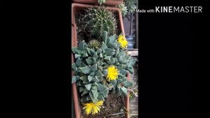 Фаукария, секреты ухода,и характеристики!!!
