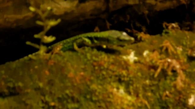 Влог Каньон Псахо и голубая глина/Отдых в Адлере июль 2020 смотреть онлайн