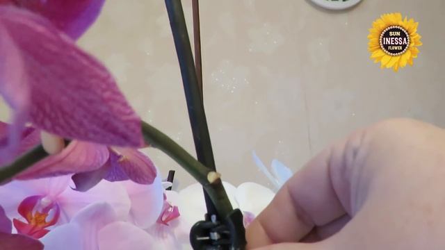 Как продлить цветение орхидеи. Blooming orchid. смотреть онлайн