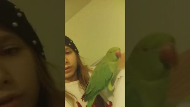 АГРЕССИВНЫЙ ПОПУГАЙ УКУСИЛ КАМЕРУ!( смотреть онлайн