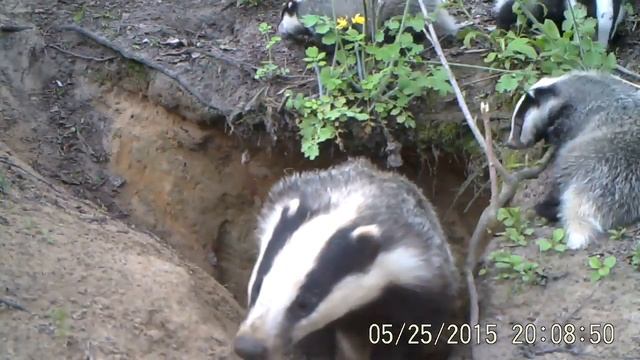 Барсуки. В этом году появились на свет четыре барсучонка-5 смотреть онлайн