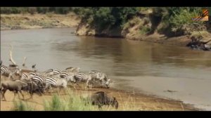 Wild Fauna / Хищники / Неудачи / The Hunting Game / Охотничьи игры