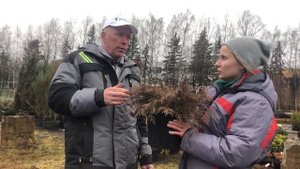 Карликовые хвойные растения. Микробиота перекрестнопарная| Дендропарк