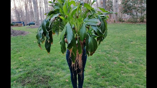 Repotting a 30+ yr old Peace Lily || Kreatyve Laydiiee смотреть онлайн