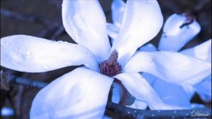 Ajai Alai - Mirabai Ceiba.mp4