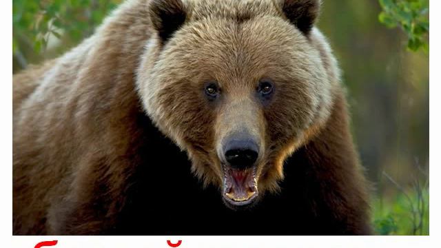 Животные озвученные смотреть онлайн