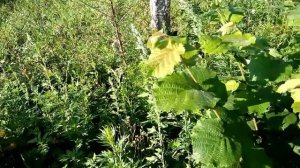 Клевер белый-сплошной,плотный,устойчивый покров