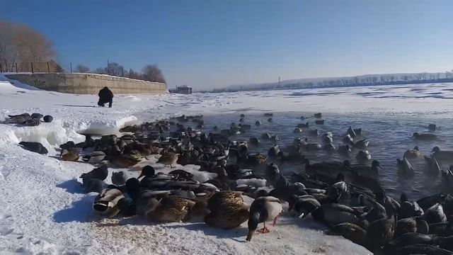Кряквы зимуют в Тольятти на набережной Комсомольского района.