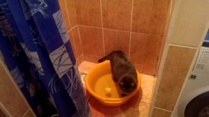 Кот купается в тазике - часть 1/Cat bathing after baby - part 1