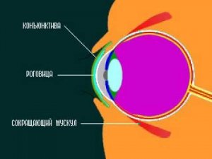 Строение глазного яблока