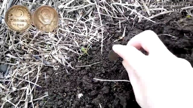 Поиск старинных монет в небольшой деревне ( Часть 2)