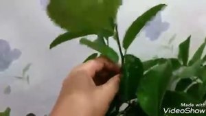Мой лимон. Плодоносит лимон. Куст лимона дома