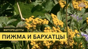 Пижма и бархатцы \ Как правильно ухаживать? \ Высадка \ Фиторецепты