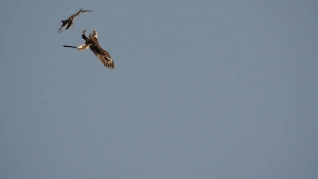 Bald Eagle - Red-tailed Hawk Air To Air, 3/30/2016 (HD) смотреть онлайн