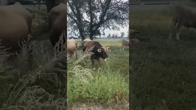 Бурая швицкая смотреть онлайн